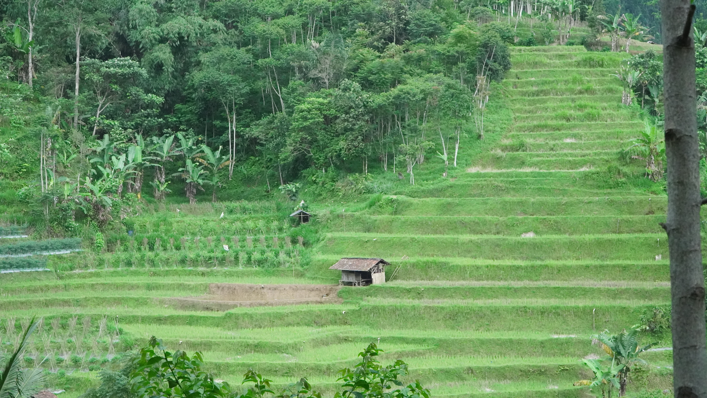 Addressing Tenure Conflicts: A Strategic Precondition for Social Forestry, Energy Transition, and Climate Solutions